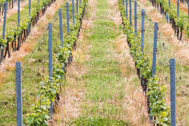 Beautiful,Rows,Of,Grapes,In,Spring